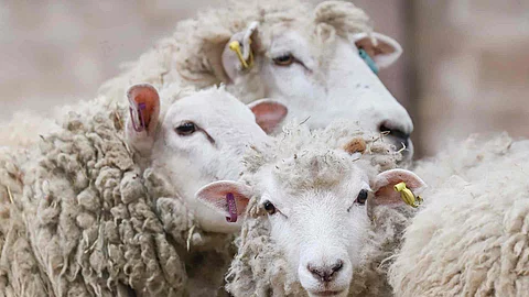 sheep