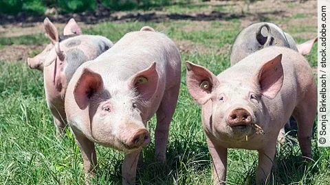GlÃŒckliche Ferkel auf der Wiese, GlÃŒcksschweine