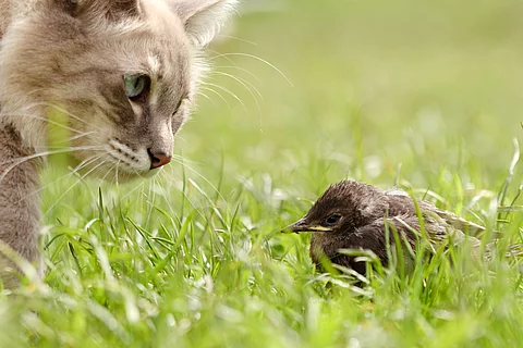 Eine Katze sitzt im Gras und schleicht sich langsam an einen Vogel an, der vor ihr sitzt.