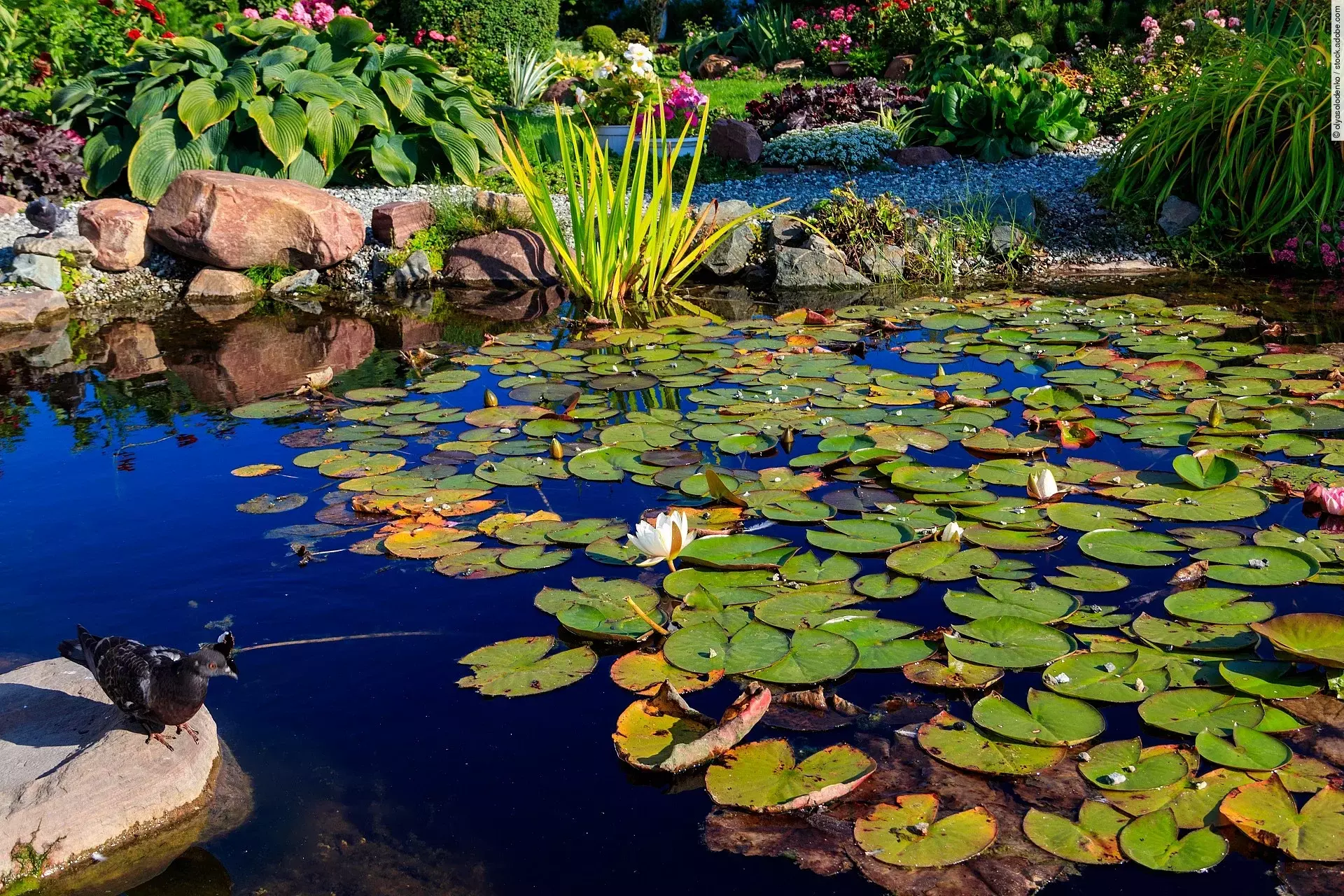Seerosen im Gartenteich