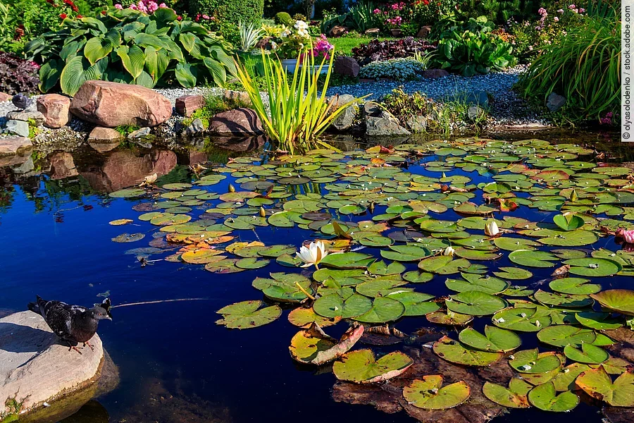 Seerosen im Gartenteich
