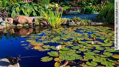 Seerosen im Gartenteich