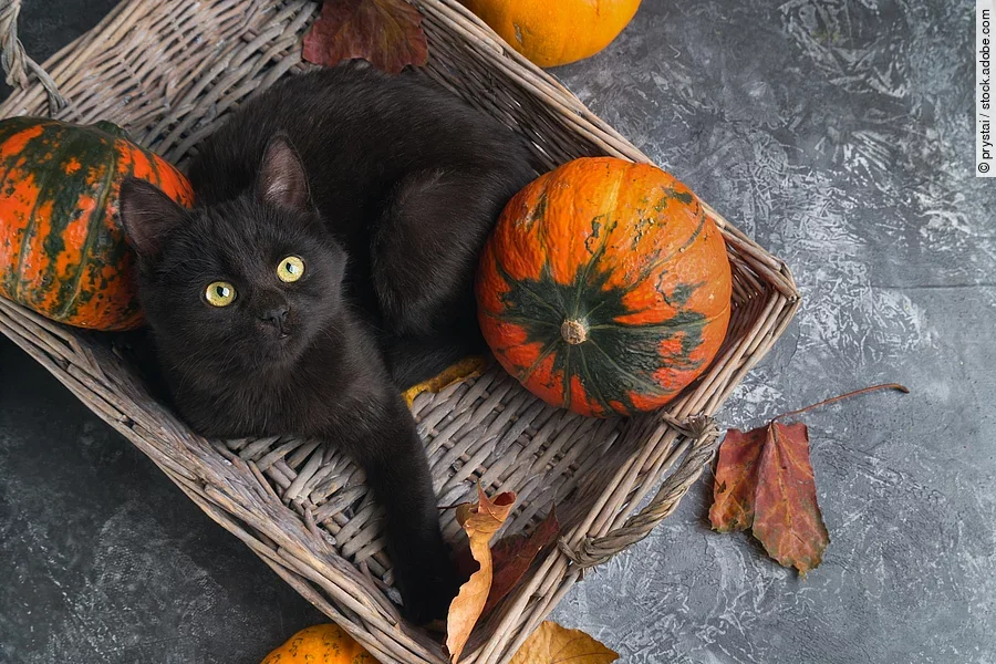 Eine schwarze Katze liegt in einem Korb mit orange-grünen Kürbissen. Um sie herum liegen noch einige herbstliche Blätter.