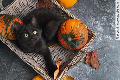 Eine schwarze Katze liegt in einem Korb mit orange-grünen Kürbissen. Um sie herum liegen noch einige herbstliche Blätter.