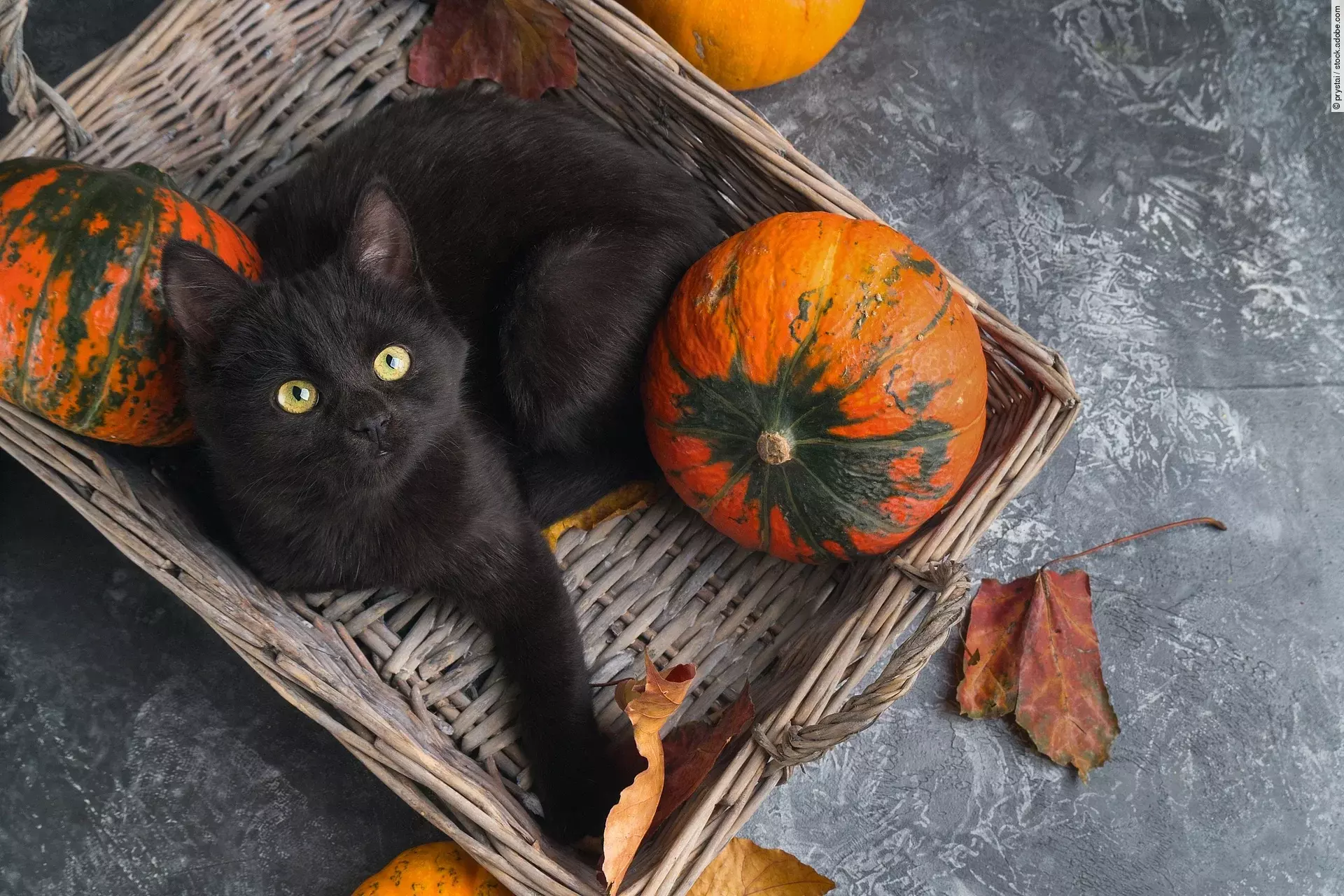 Eine schwarze Katze liegt in einem Korb mit orange-grünen Kürbissen. Um sie herum liegen noch einige herbstliche Blätter.