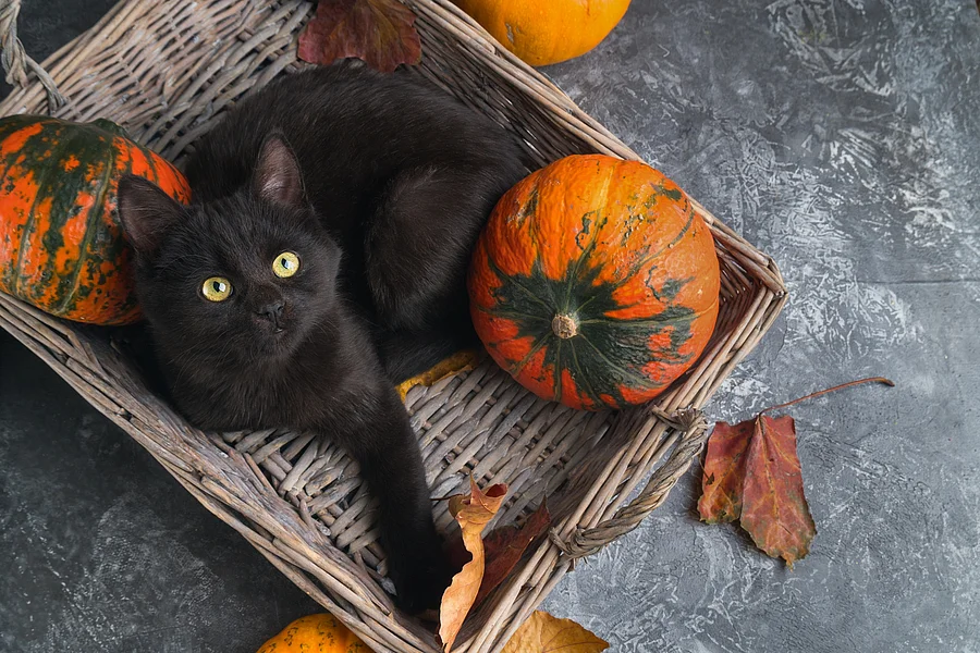 Eine schwarze Katze liegt in einem Korb mit orange-grünen Kürbissen. Um sie herum liegen noch einige herbstliche Blätter. Eine schwarze Katze liegt in einem Korb mit orange-grünen Kürbissen. Um sie herum liegen noch einige herbstliche Blätter.