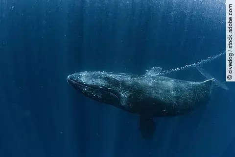 Ein Buckelwal atmet aus