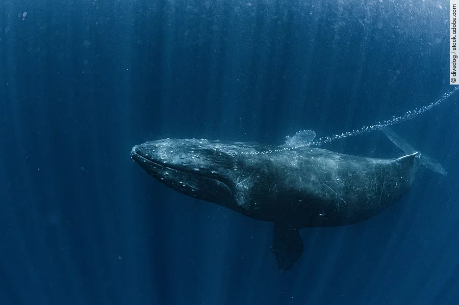 Ein Buckelwal atmet aus