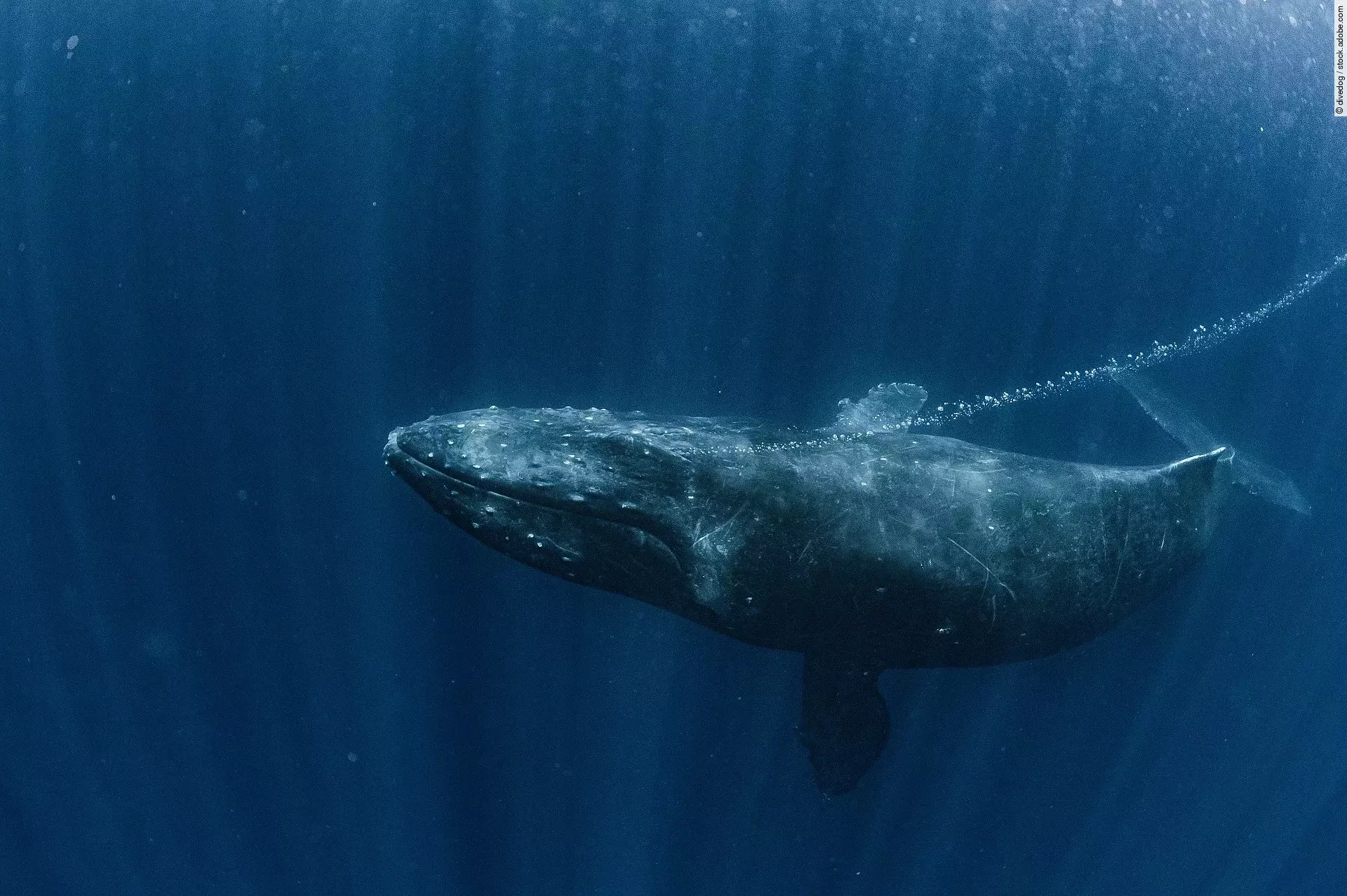 Ein Buckelwal atmet aus