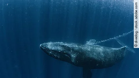 Ein Buckelwal atmet aus