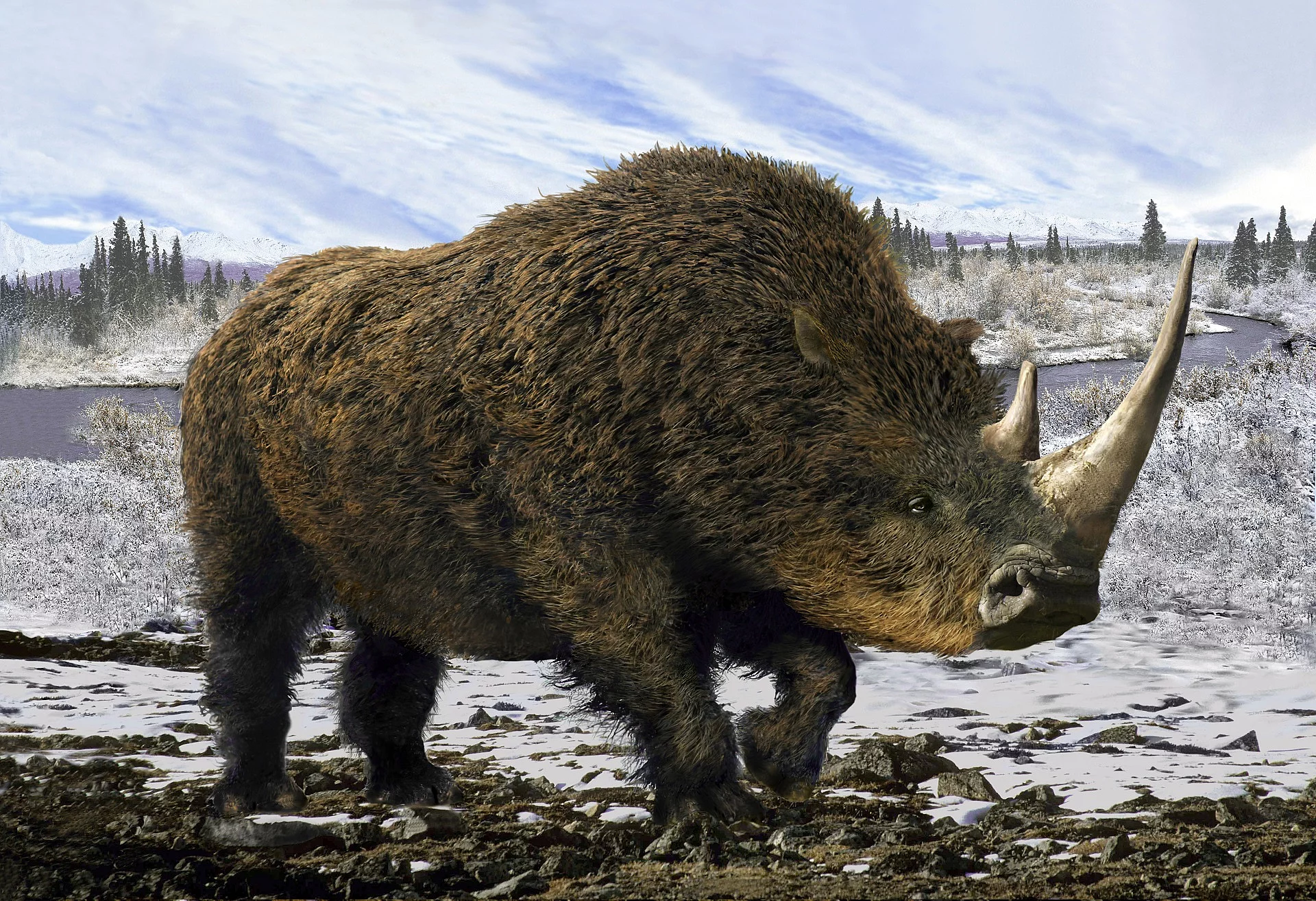 Wollnashorn