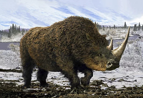 Wollnashorn