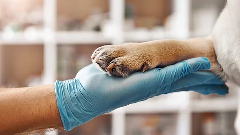 Eine Hand in einem blauen Einweghandschuh hält sanft die Pfote eines Hundes. Die Szene vermittelt Vertrauen und Fürsorge, möglicherweise in einer tiermedizinischen Umgebung. 