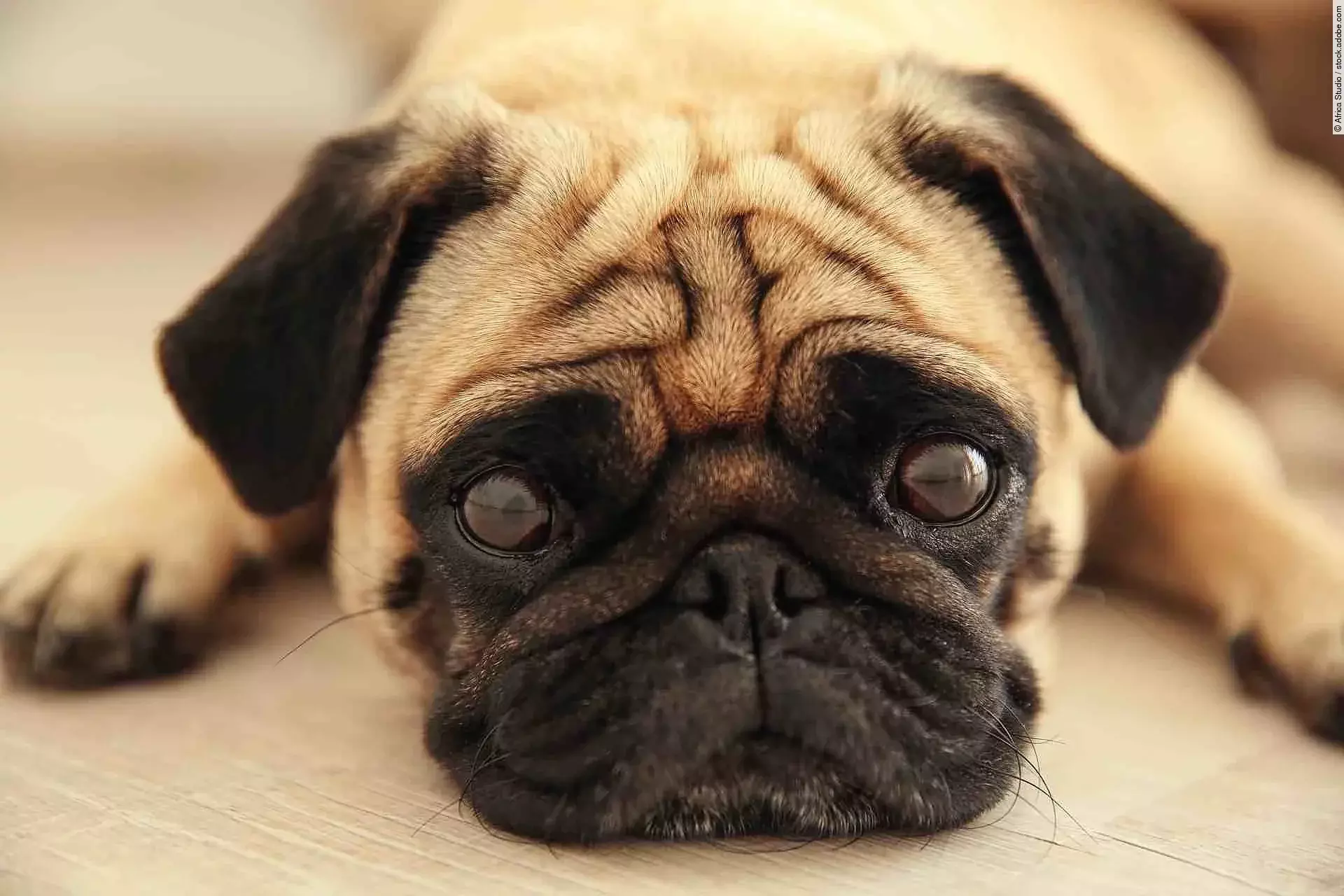 Pug dog lying on a wooden floor