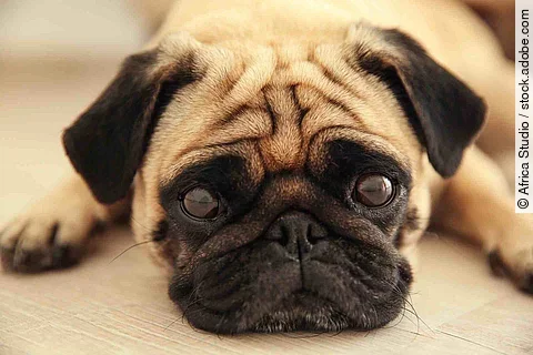 Pug dog lying on a wooden floor
