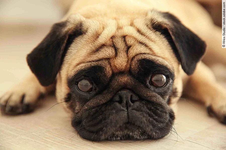 Pug dog lying on a wooden floor