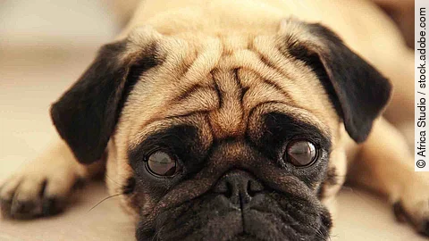 Pug dog lying on a wooden floor
