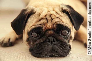 Pug dog lying on a wooden floor