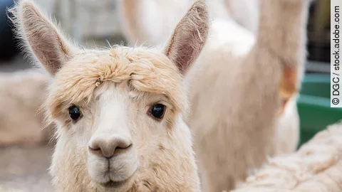 Alpaka