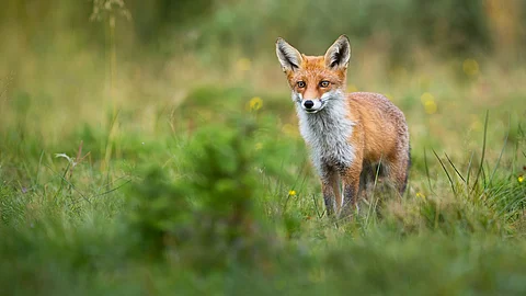 Fuchs im Wald