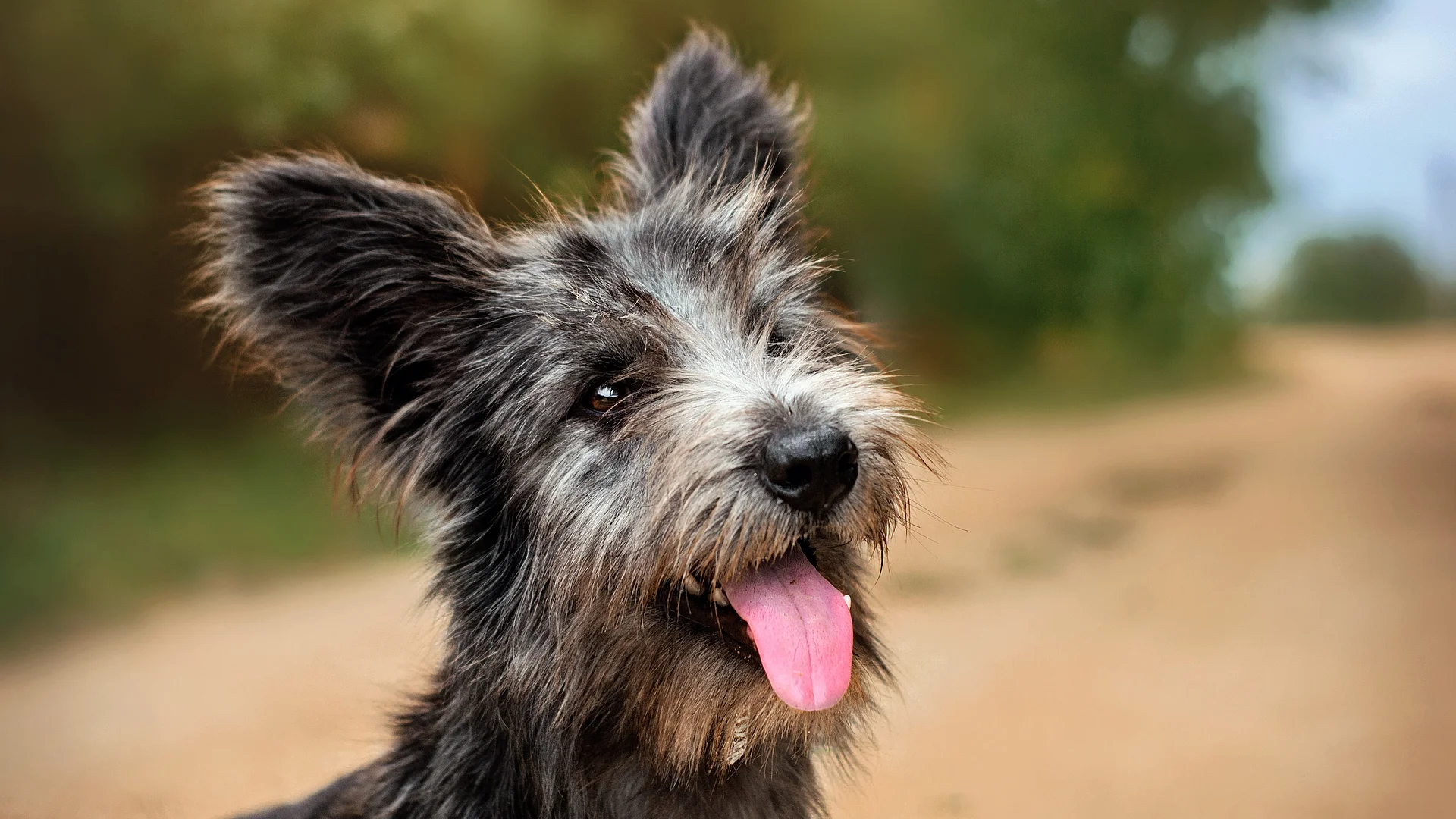 Ein kleiner grauer Hund mit zotteligem Fell sitzt hechelnd auf einem Feldweg.