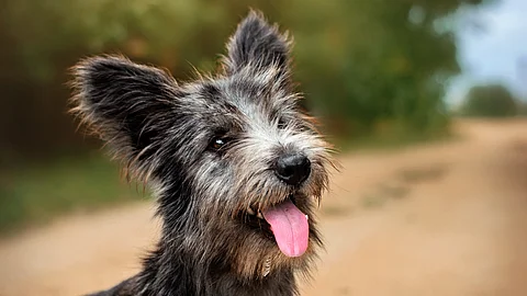 Ein kleiner grauer Hund mit zotteligem Fell sitzt hechelnd auf einem Feldweg.