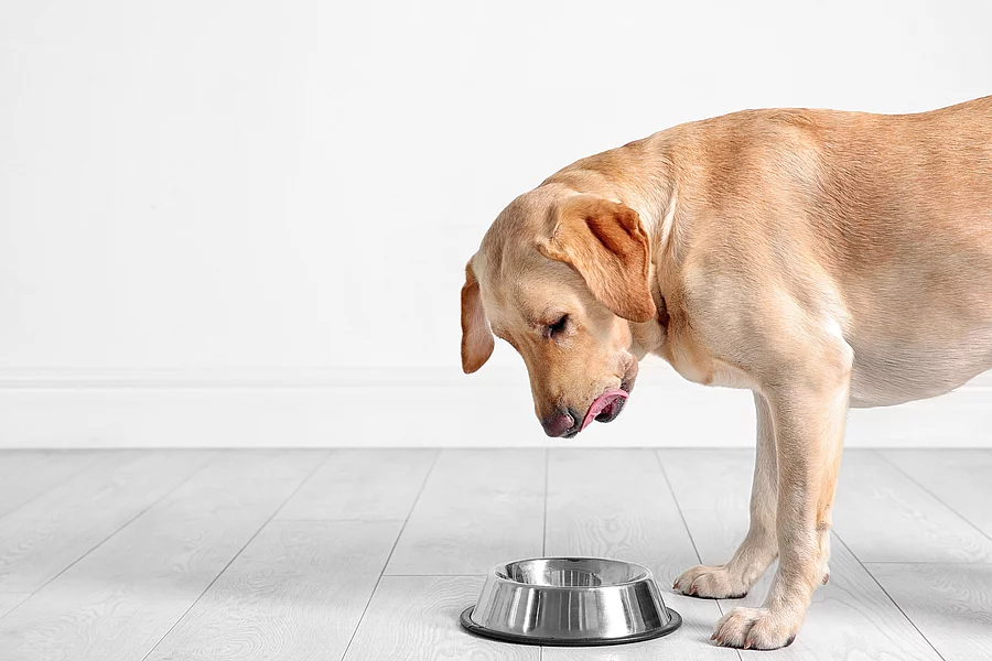 Ein blonder Labrador Retriever schleckt sich genüsslich über das Maul, nachdem er seinen ganzen Futternapf leer gefressen hat. Ein blonder Labrador Retriever schleckt sich genüsslich über das Maul, nachdem er seinen ganzen Futternapf leer gefressen hat.