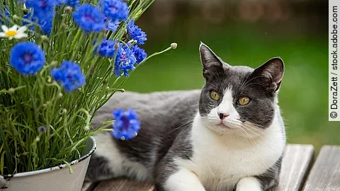 Eine Katze liegt auf einem Holztisch. Sie hat grau-weißes Fell und schaut leicht schräg nach vorne. Neben der Katze steht ein Blumentopf mit eingepflanzten Blumen. Die Blumen haben bläulich Blüten.