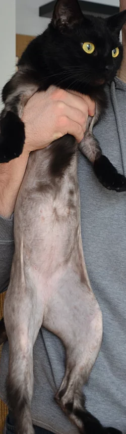 Eine schwarze Katze mit massivem Fellverlust wird von einem Mann hochgehalten, sodass man den ganzen Bauch der Katze sehen kann. Eine schwarze Katze mit massivem Fellverlust wird von einem Mann hochgehalten, sodass man den ganzen Bauch der Katze sehen kann.