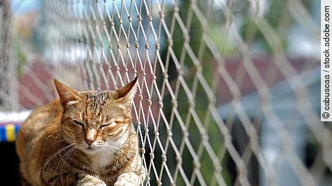 Katze auf einem Balkon Katze auf einem Balkon
