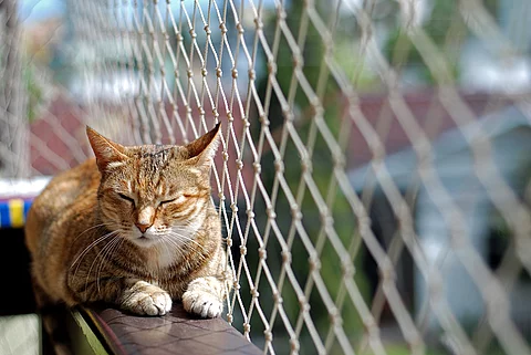 Katze auf einem Balkon