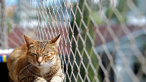 Katze auf einem Balkon Katze auf einem Balkon