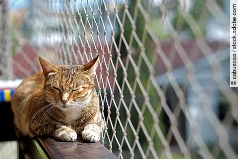 Katze auf einem Balkon