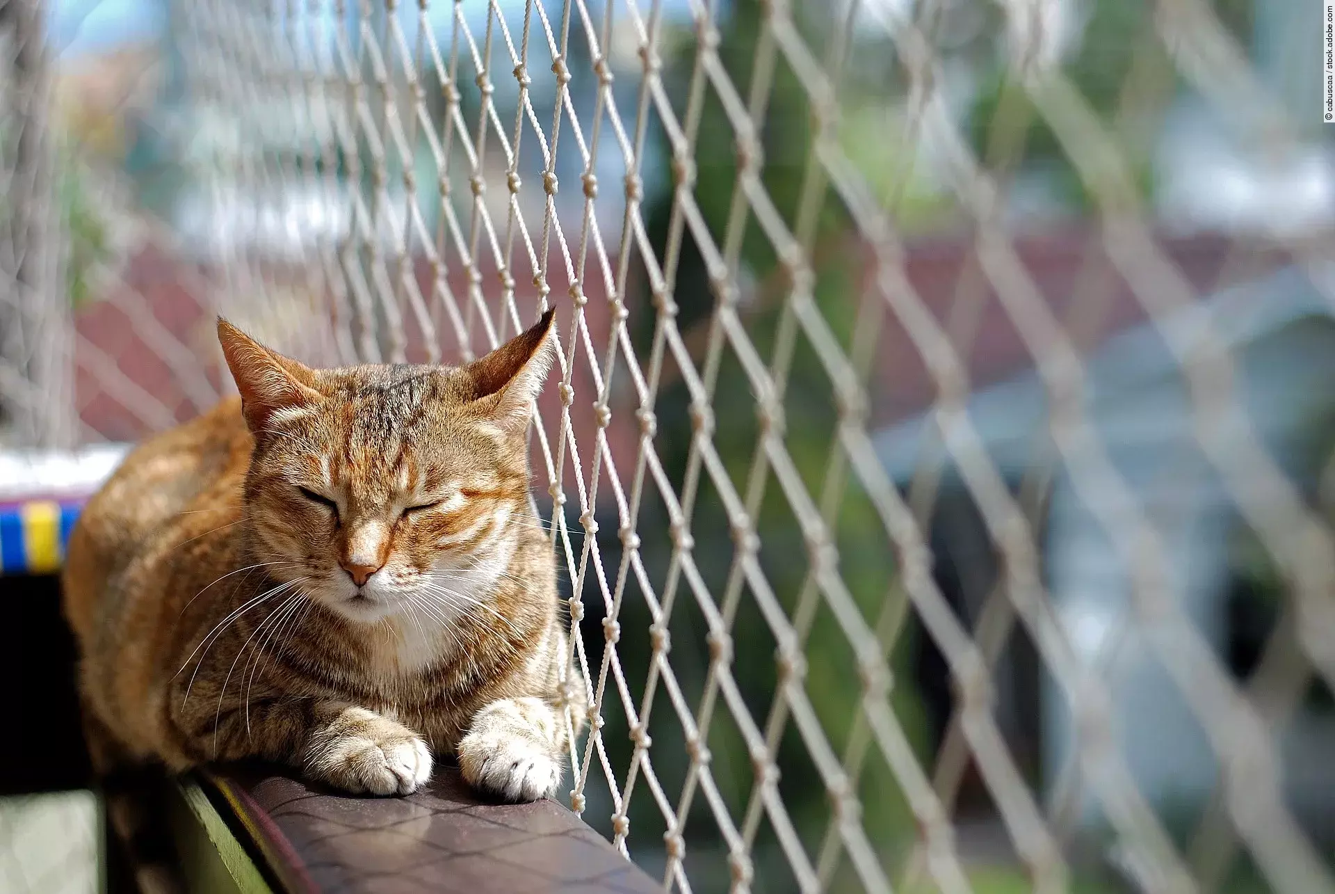 Katze auf einem Balkon