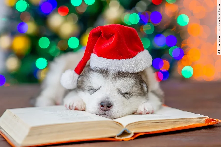 Alaskan malamute puppy wearing red santa hat sleeps on the book with Christmas tree on background