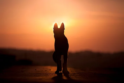 Hund im Sonnenuntergang