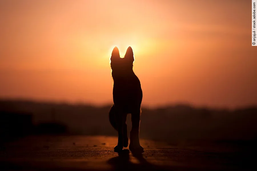 Hund im Sonnenuntergang