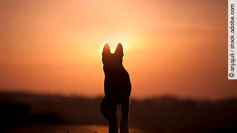 Hund im Sonnenuntergang