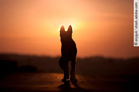 Hund im Sonnenuntergang