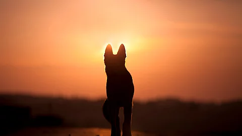Hund im Sonnenuntergang