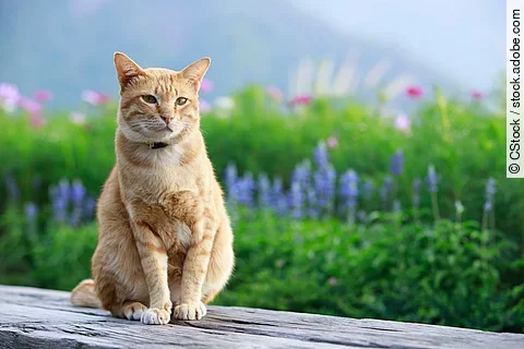 Eine Katze mit rotem Fell sitzt in der Natur auf einer Bank aus Holz. Im Hintergrund sind viele bunte Blumen und grüne Natur zu sehen.