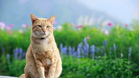 Eine Katze mit rotem Fell sitzt in der Natur auf einer Bank aus Holz. Im Hintergrund sind viele bunte Blumen und grüne Natur zu sehen.