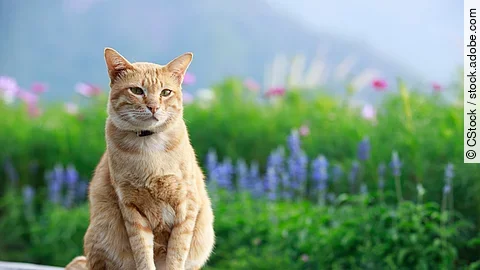 Eine Katze mit rotem Fell sitzt in der Natur auf einer Bank aus Holz. Im Hintergrund sind viele bunte Blumen und grüne Natur zu sehen.
