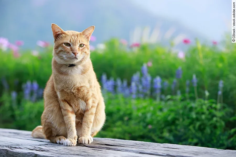 Eine Katze mit rotem Fell sitzt in der Natur auf einer Bank aus Holz. Im Hintergrund sind viele bunte Blumen und grüne Natur zu sehen.