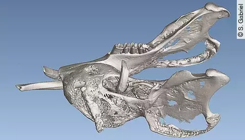 Darstellung von einem Unterkiefer vor blauem Hintergrund. 