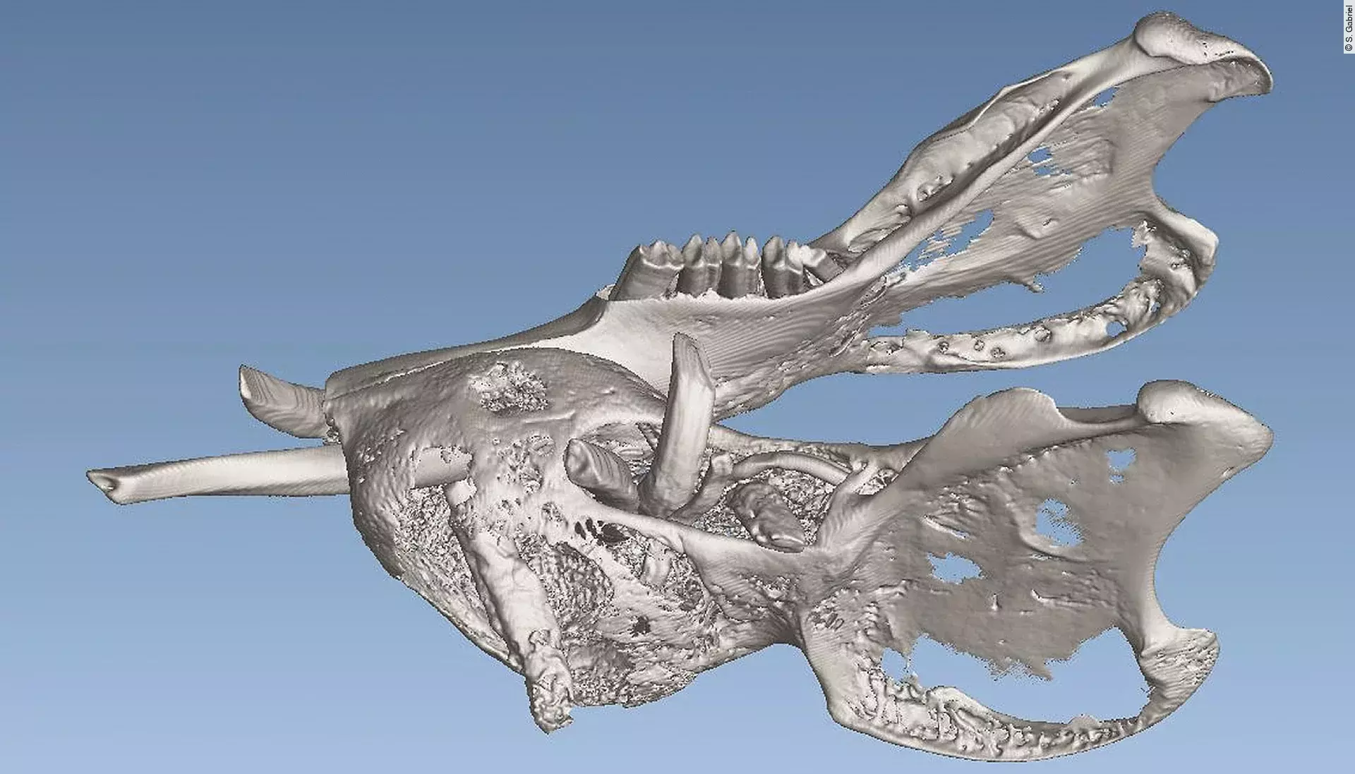 Darstellung von einem Unterkiefer vor blauem Hintergrund. 