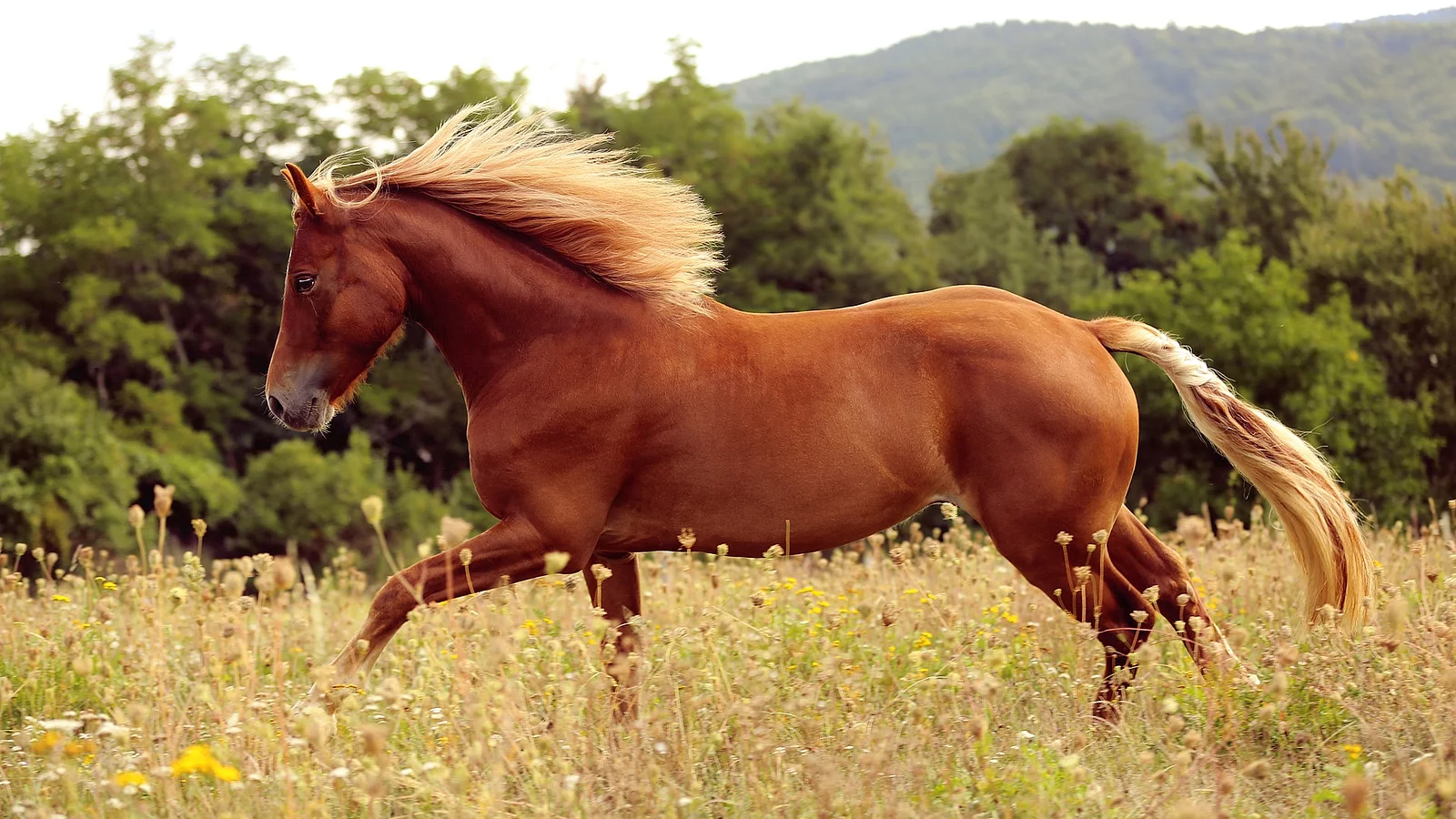 Wunderschönes braunes Welsh-Pony mit langer blonder Mähne, das auf einer Wiese im hohen Gras rennt. Im Hintergrund stehen Laubbäume und das Gras ist hoch gewachsen. 