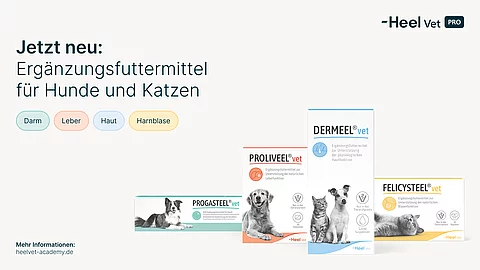 Vor einem weißen Hintergrund sind vier OVP von Heel-Produkten abgebildet. Bei den Produkten handelt es sich um Proliveel® vet, Progasteel® vet, Dermeel® vet und Felicysteel® vet. Oben links steht in blauer Schrift: "Jetzt neu: Ergänzungsfuttermittel für Hunde und Katzen". In der rechten Ecke ist das Logo von Heel Vet Pro.