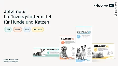 Vor einem weißen Hintergrund sind vier OVP von Heel-Produkten abgebildet. Bei den Produkten handelt es sich um Proliveel® vet, Progasteel® vet, Dermeel® vet und Felicysteel® vet. Oben links steht in blauer Schrift: "Jetzt neu: Ergänzungsfuttermittel für Hunde und Katzen". In der rechten Ecke ist das Logo von Heel Vet Pro.