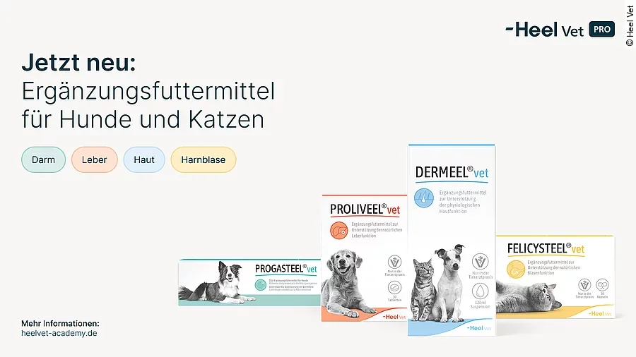 Vor einem weißen Hintergrund sind vier OVP von Heel-Produkten abgebildet. Bei den Produkten handelt es sich um Proliveel® vet, Progasteel® vet, Dermeel® vet und Felicysteel® vet. Oben links steht in blauer Schrift: "Jetzt neu: Ergänzungsfuttermittel für Hunde und Katzen". In der rechten Ecke ist das Logo von Heel Vet Pro.